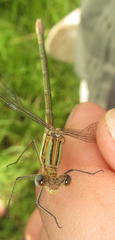 Lestes plagiatus