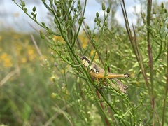 Paroxya atlantica