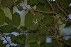 Tabernaemontana cerifera