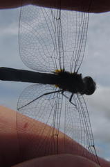Trithemis dorsalis