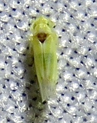 Erythridula penenoeva