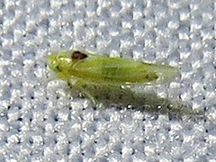 Erythridula penenoeva