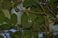 Tabernaemontana cerifera