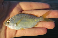 Eucinostomus gula