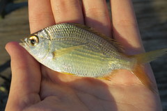 Eucinostomus gula