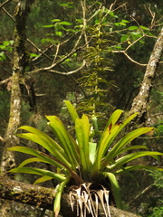 Tillandsia guatemalensis