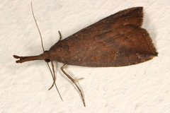 Hypena subvittalis