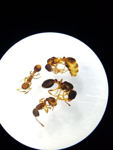 Myrmica quebecensisMyrmica quebecensis