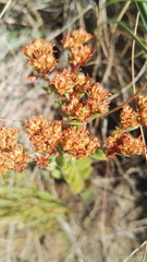 Crassula setulosa setulosa