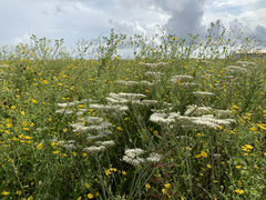 Eriogonum multiflorum
