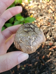 Leucoagaricus barssii