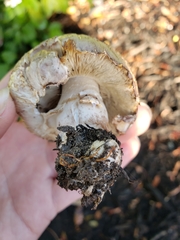 Leucoagaricus barssii