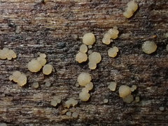 Strossmayeria basitricha