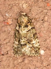 Pherechoa crypsichlora