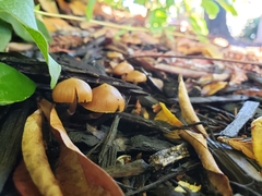 Galerina marginata