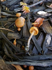 Galerina marginata