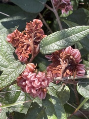 Lasiopetalum macrophyllum