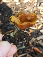 Galerina marginata