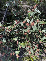 Lasiopetalum macrophyllum