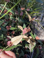 Lasiopetalum macrophyllum