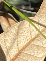 Lasiopetalum macrophyllum
