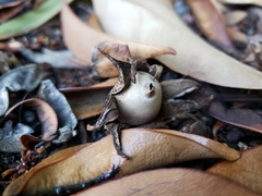 Geastrum