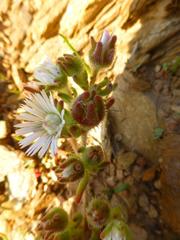 Drosanthemum hispifolium