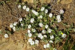 Drosanthemum hispifolium