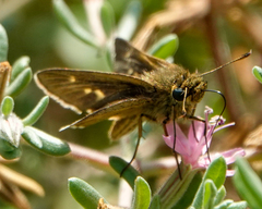 Panoquina errans