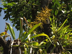 Tillandsia guatemalensis