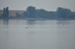 Aechmophorus clarkii