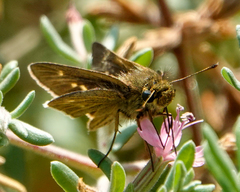 Panoquina errans