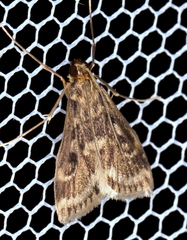 Araeomorpha diplopa