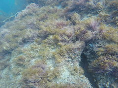 Lithothrix aspergillum