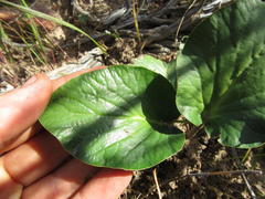 Pelargonium asarifolium