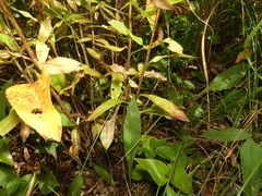 Solidago speciosa rigidiuscula