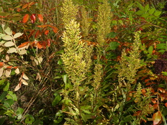 Solidago speciosa rigidiuscula