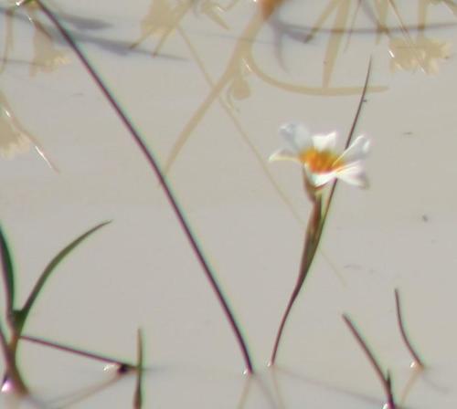 Romulea aquatica