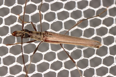 Rhinophthalmus