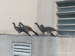 Ortalis ruficauda ruficauda