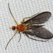 Rhamphomyia glabra - Photo (c) Dave Wendelken,  זכויות יוצרים חלקיות (CC BY-NC), הועלה על ידי Dave Wendelken