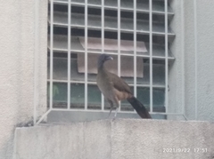 Ortalis ruficauda ruficauda