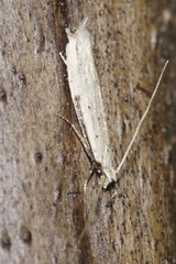 Erechthias hemiclistra