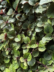 Plectranthus ciliatus