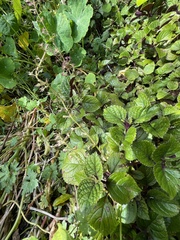 Plectranthus ciliatus