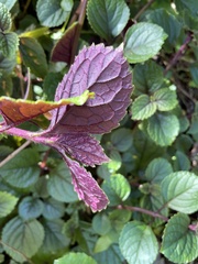 Plectranthus ciliatus