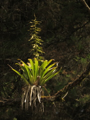 Tillandsia guatemalensis