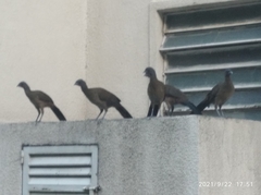 Ortalis ruficauda ruficauda