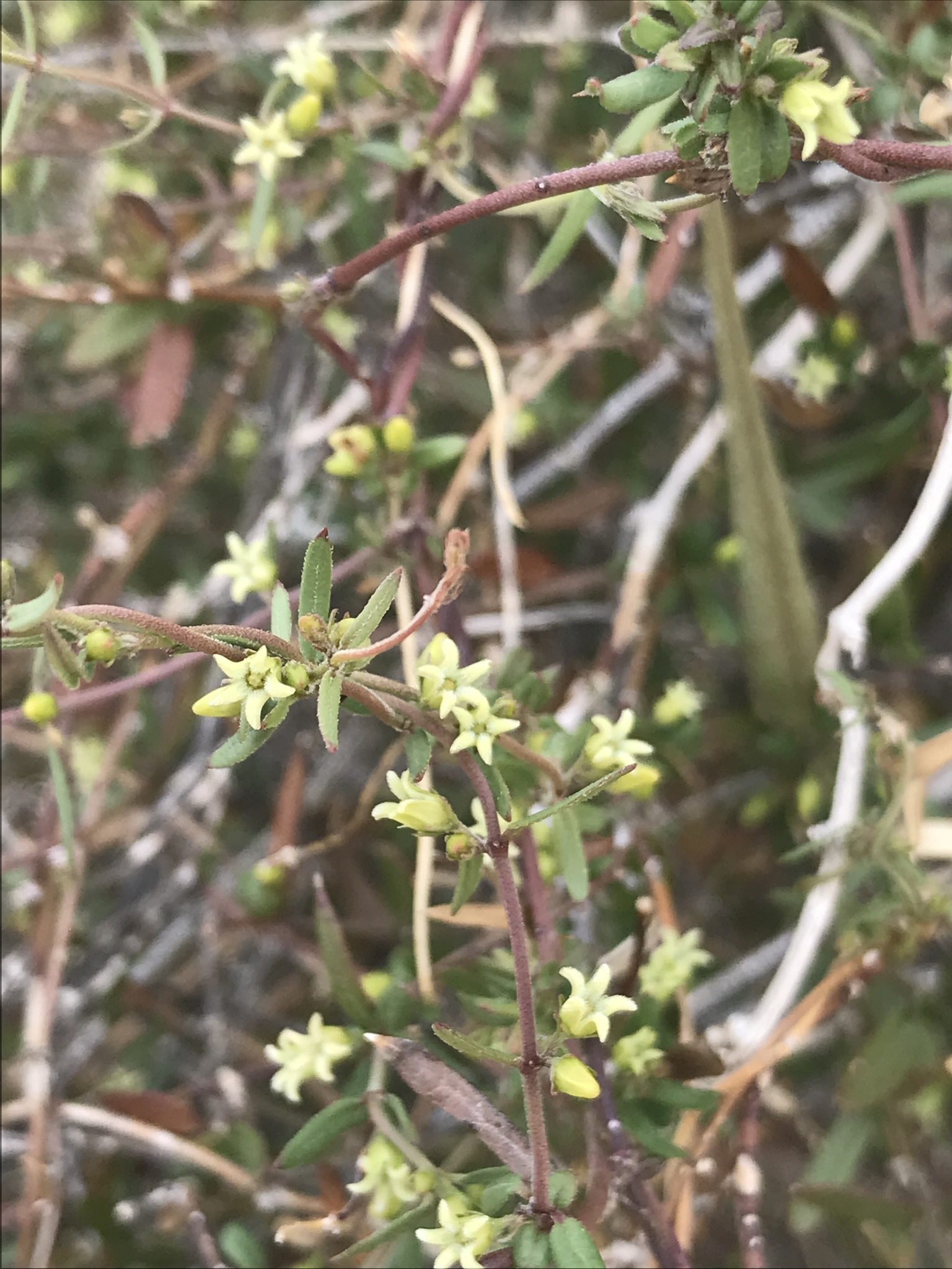 Metastelma arizonicum