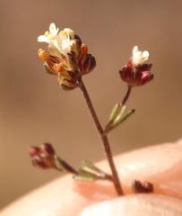 Phyllopodium anomalum